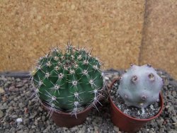 Echinopsis hybrid pot 7 cm - 12406701