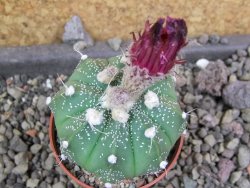 Astrophytum  capricorneX red červený květ, akabana, pot 5,5 cm - 12406710