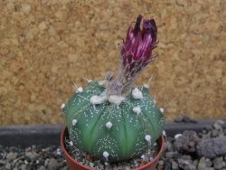 Astrophytum  capricorneX red červený květ, akabana, pot 5,5 cm - 12406711