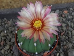Astrophytum  asterias nudum X red červený květ, akabana, pot 5,5 cm - 12406717