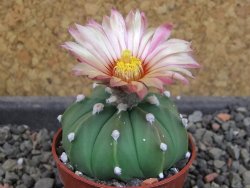 Astrophytum  asterias nudum X red červený květ, akabana, pot 5,5 cm - 12406719