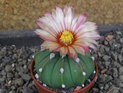 Astrophytum  asterias nudum X red červený květ, akabana, pot 5,5 cm - 12406720