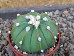 Astrophytum  asterias nudum X red červený květ, akabana, pot 5,5 cm - 12406721
