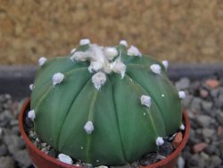 Astrophytum  asterias nudum X red červený květ, akabana, pot 5,5 cm - 12406722