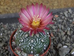Astrophytum  asterias nudum X red červený květ, akabana, pot 5,5 cm