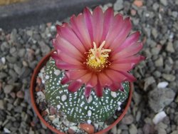 Astrophytum  asterias nudum X red červený květ, akabana, pot 5,5 cm - 12406724