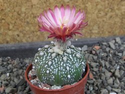 Astrophytum  asterias nudum X red červený květ, akabana, pot 5,5 cm - 12406725