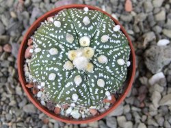 Astrophytum  asterias nudum X red červený květ, akabana, pot 5,5 cm - 12406726