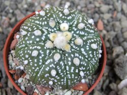 Astrophytum  asterias nudum X red červený květ, akabana, pot 5,5 cm - 12406727