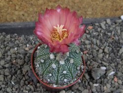 Astrophytum capricorne X red červený květ, akabana, pot 5,5 cm - 12406728
