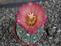 Astrophytum capricorne X red červený květ, akabana, pot 5,5 cm