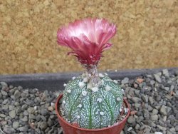 Astrophytum capricorne X red červený květ, akabana, pot 5,5 cm - 12406730
