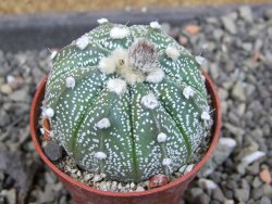 Astrophytum capricorne X red červený květ, akabana, pot 5,5 cm - 12406731