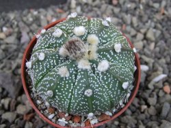 Astrophytum capricorne X red červený květ, akabana, pot 5,5 cm - 12406732