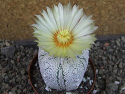 Astrophytum Z Jasenné pot 8 cm (x.x Super Kabuto)
