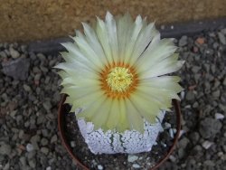 Astrophytum Z Jasenné pot 8 cm (x.x Super Kabuto) - 12406739