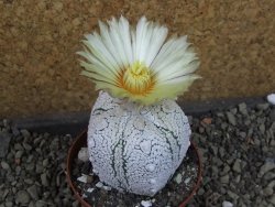 Astrophytum Z Jasenné pot 8 cm (x.x Super Kabuto) - 12406740