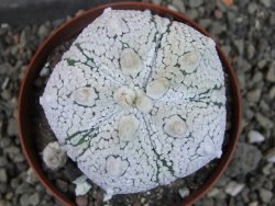 Astrophytum Z Jasenné pot 8 cm (x.x Super Kabuto) - 12406741