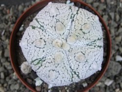 Astrophytum Z Jasenné pot 8 cm (x.x Super Kabuto) - 12406742