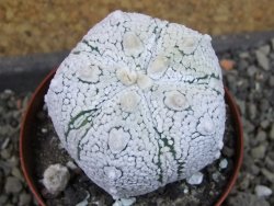 Astrophytum Z Jasenné pot 8 cm (x.x Super Kabuto) - 12406743