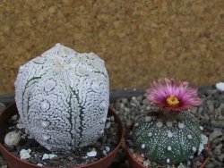 Astrophytum Z Jasenné pot 8 cm (x.x Super Kabuto) - 12406744