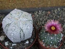 Astrophytum Z Jasenné pot 8 cm (x.x Super Kabuto) - 12406745