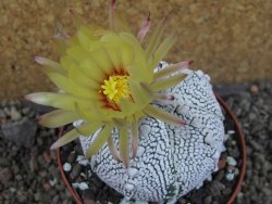 Astrophytum Z Jasenné pot 9 cm (x.x Super Kabuto) - 12406746