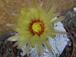Astrophytum Z Jasenné pot 9 cm (x.x Super Kabuto) - 12406747