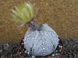 Astrophytum Z Jasenné pot 9 cm (x.x Super Kabuto)