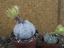 Astrophytum Z Jasenné pot 9 cm (x.x Super Kabuto) - 12406749