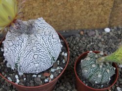 Astrophytum Z Jasenné pot 9 cm (x.x Super Kabuto) - 12406750