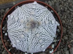 Astrophytum Z Jasenné pot 9 cm (x.x Super Kabuto) - 12406751