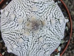 Astrophytum Z Jasenné pot 9 cm (x.x Super Kabuto) - 12406752
