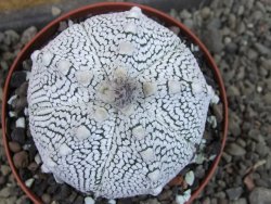 Astrophytum Z Jasenné pot 9 cm (x.x Super Kabuto) - 12406753
