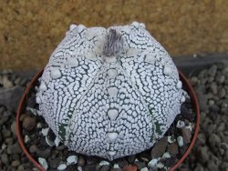 Astrophytum Z Jasenné pot 9 cm (x.x Super Kabuto) - 12406754
