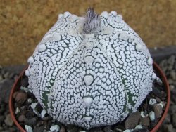 Astrophytum Z Jasenné pot 9 cm (x.x Super Kabuto) - 12406755
