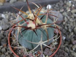 Echinocactus horizonthalonius, pot 5,5 cm - 12406762