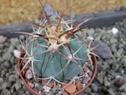 Echinocactus horizonthalonius, pot 5,5 cm - 12406764