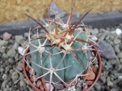 Echinocactus horizonthalonius, pot 5,5 cm - 12406765