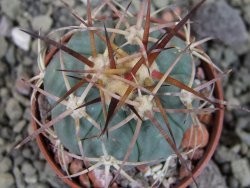 Echinocactus horizonthalonius, pot 5,5 cm - 12406766