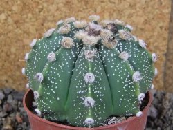 Astrophytum Z Jasenné pot 8,5 cm