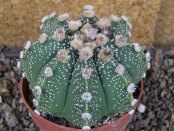 Astrophytum Z Jasenné pot 8,5 cm - 12406770