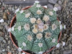 Astrophytum Z Jasenné pot 8,5 cm - 12406771
