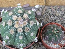 Astrophytum Z Jasenné pot 8,5 cm - 12406772
