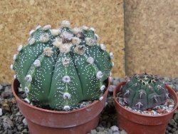 Astrophytum Z Jasenné pot 8,5 cm - 12406773