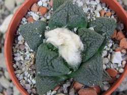 Ariocarpus fissuratus Cuatro Cienegas, pot 5,5 cm