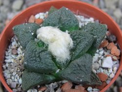 Ariocarpus fissuratus Cuatro Cienegas, pot 5,5 cm - 12406775