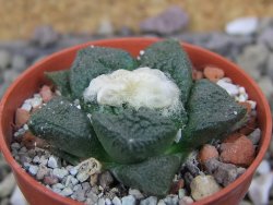 Ariocarpus fissuratus Cuatro Cienegas, pot 5,5 cm - 12406776
