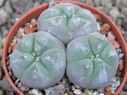 Lophophora williamsii pot 5,5 cm - 12406779