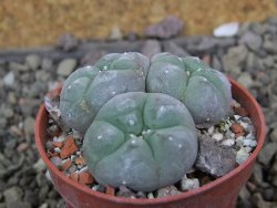Lophophora williamsii pot 5,5 cm - 12406780